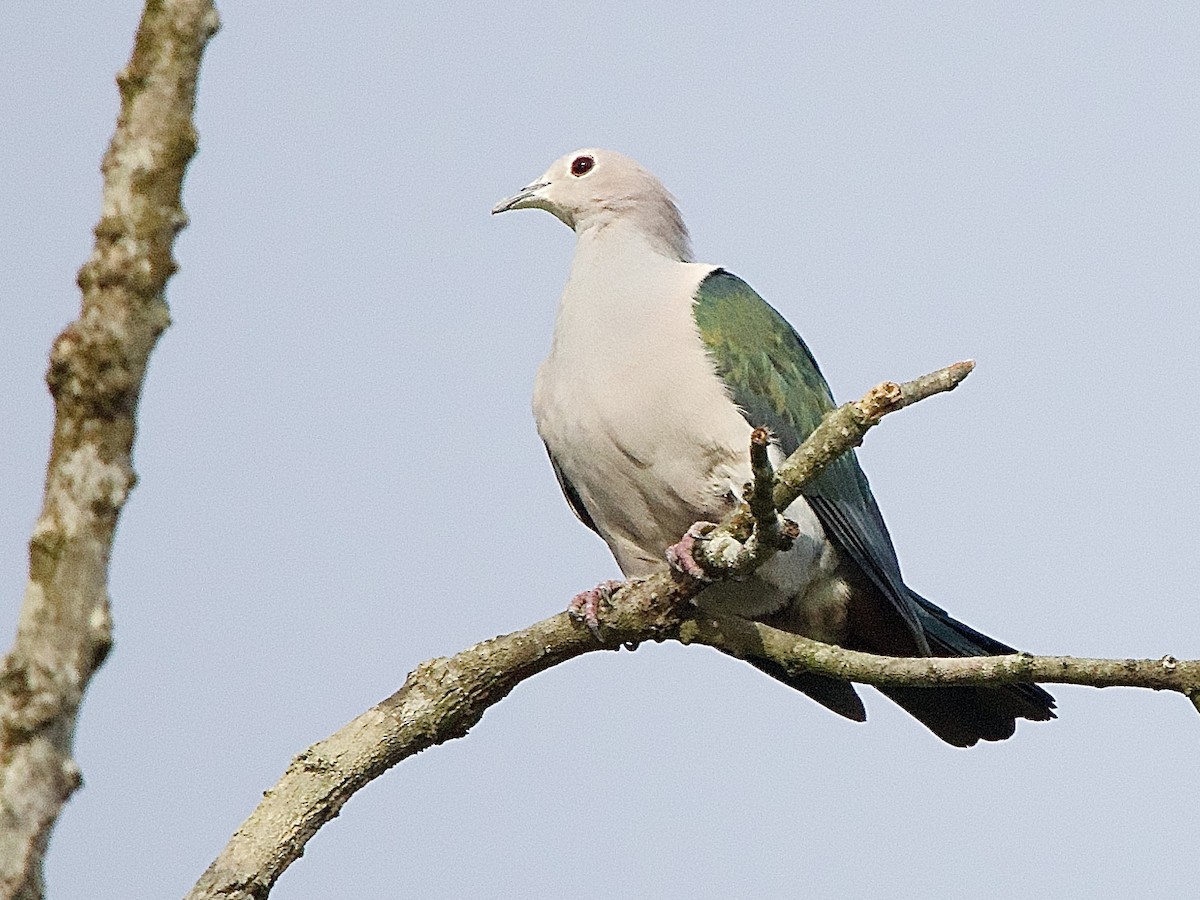 Green Imperial-Pigeon - ML643363600