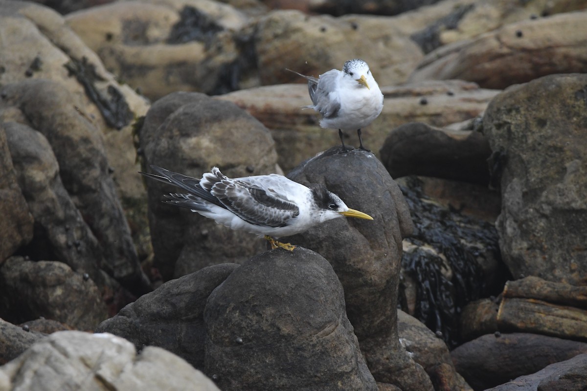 Great Crested Tern - ML643363605