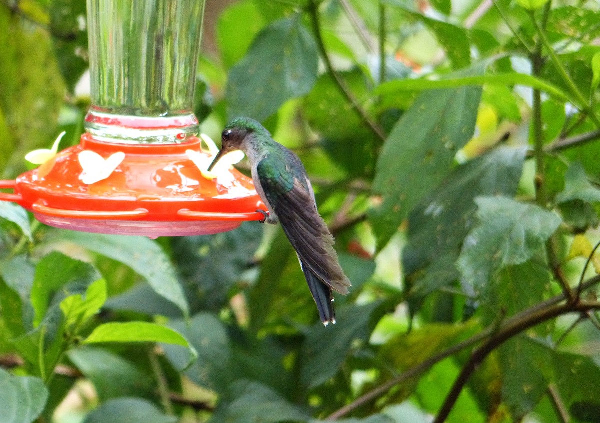 Gray-breasted Sabrewing - ML643363607