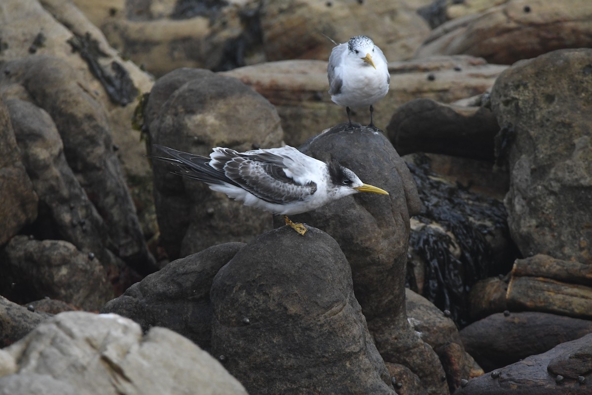Great Crested Tern - ML643363608