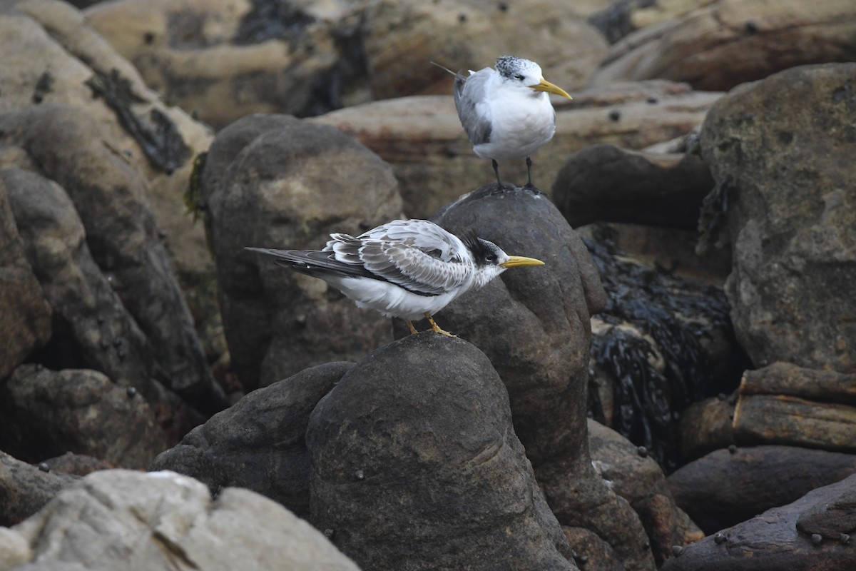 Great Crested Tern - ML643363617