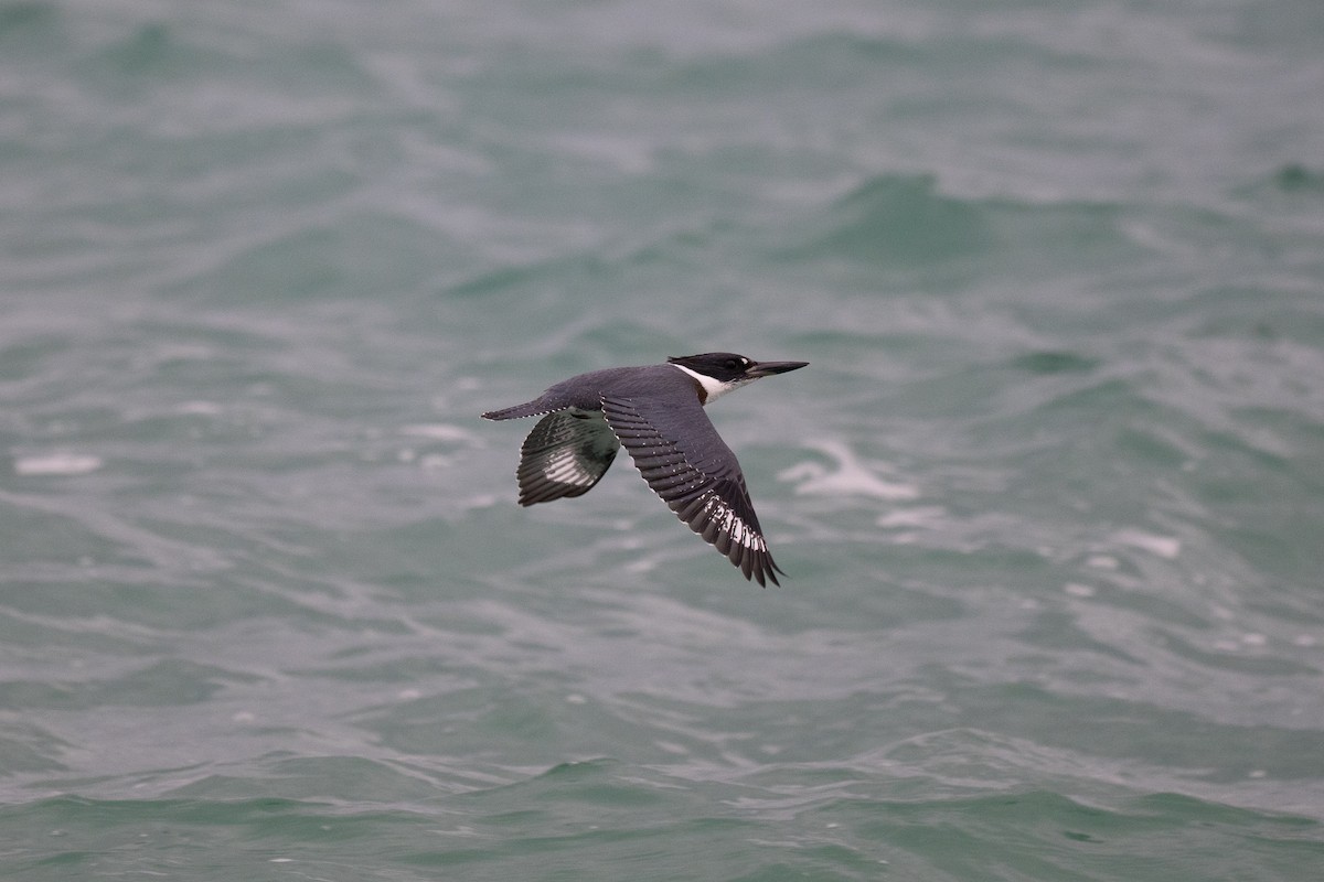 Martin handi iparramerikarra - ML643363627