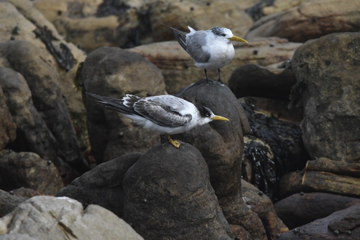 Great Crested Tern - ML643363628