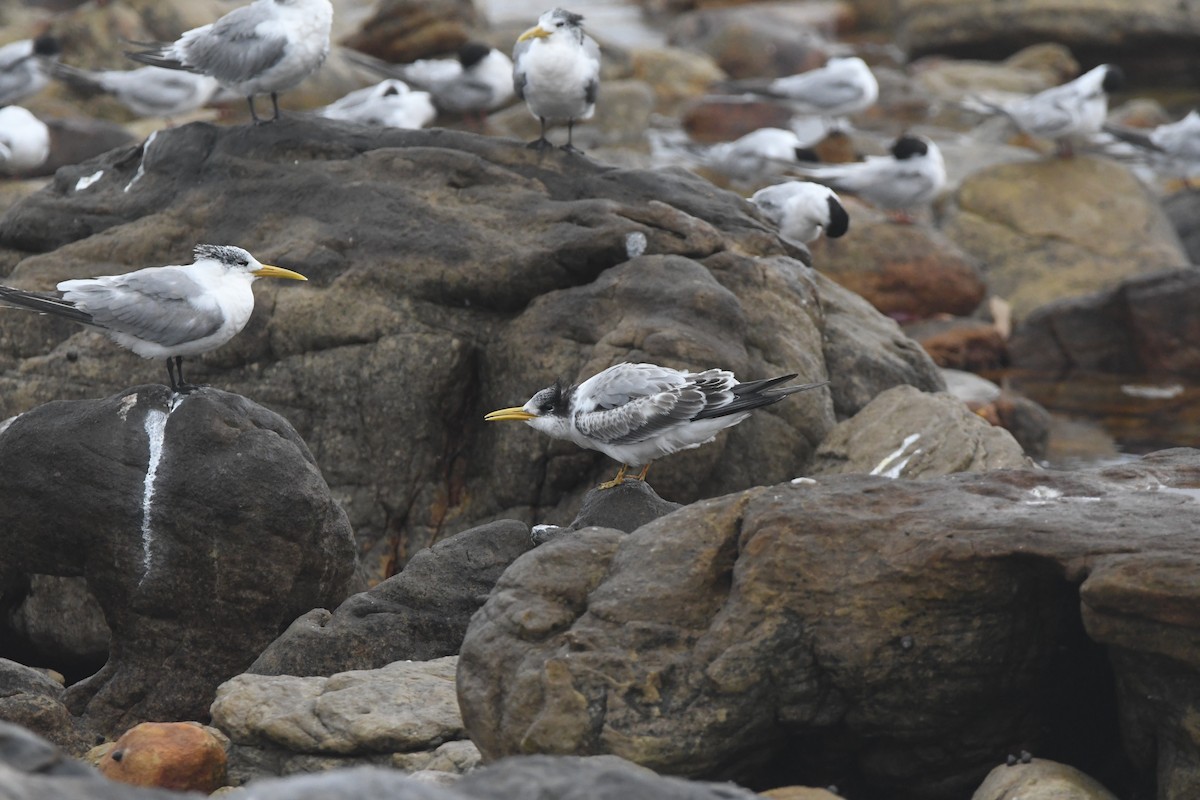 Great Crested Tern - ML643363631