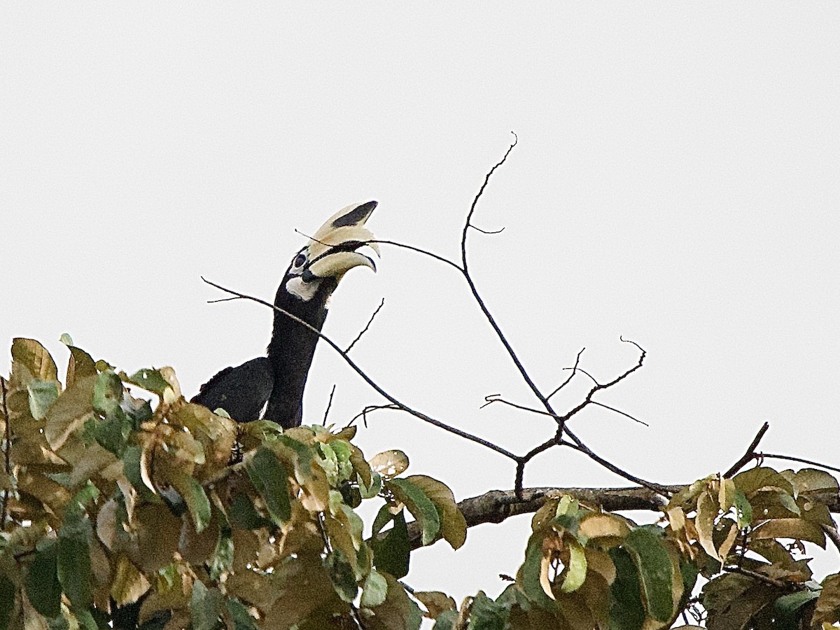 Oriental Pied-Hornbill - ML643363632