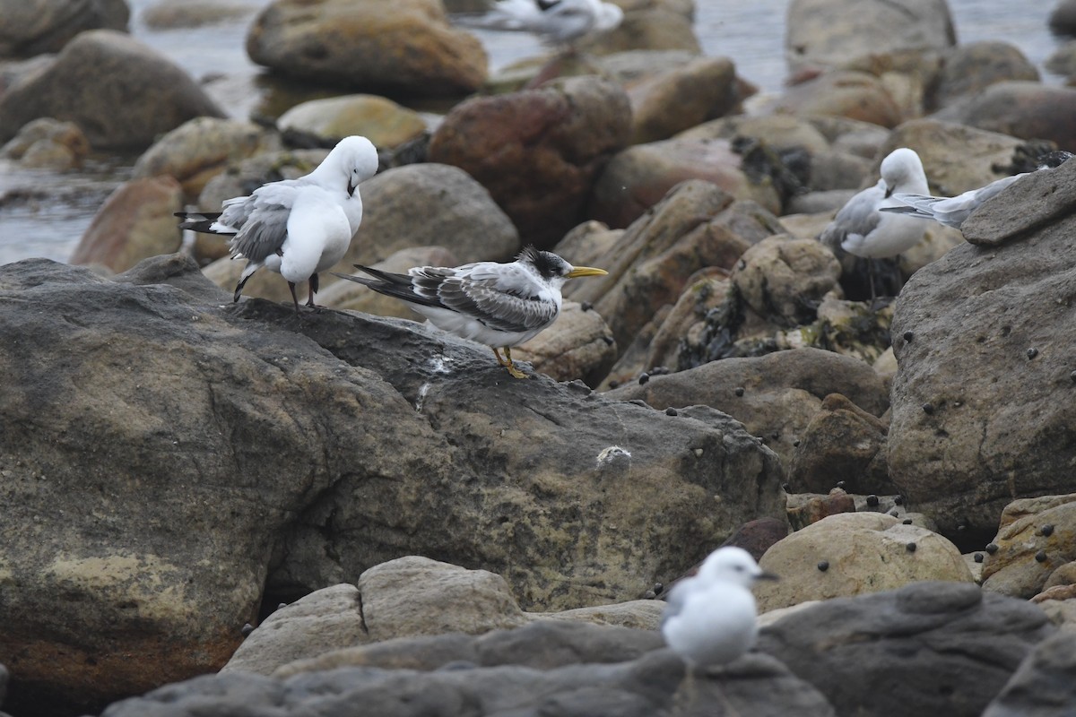 Great Crested Tern - ML643363639
