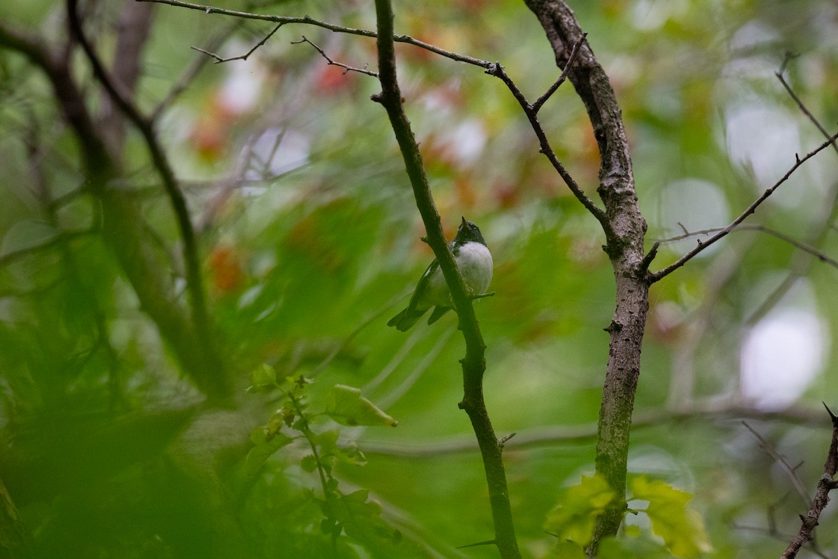 Black-throated Blue Warbler - ML643363655