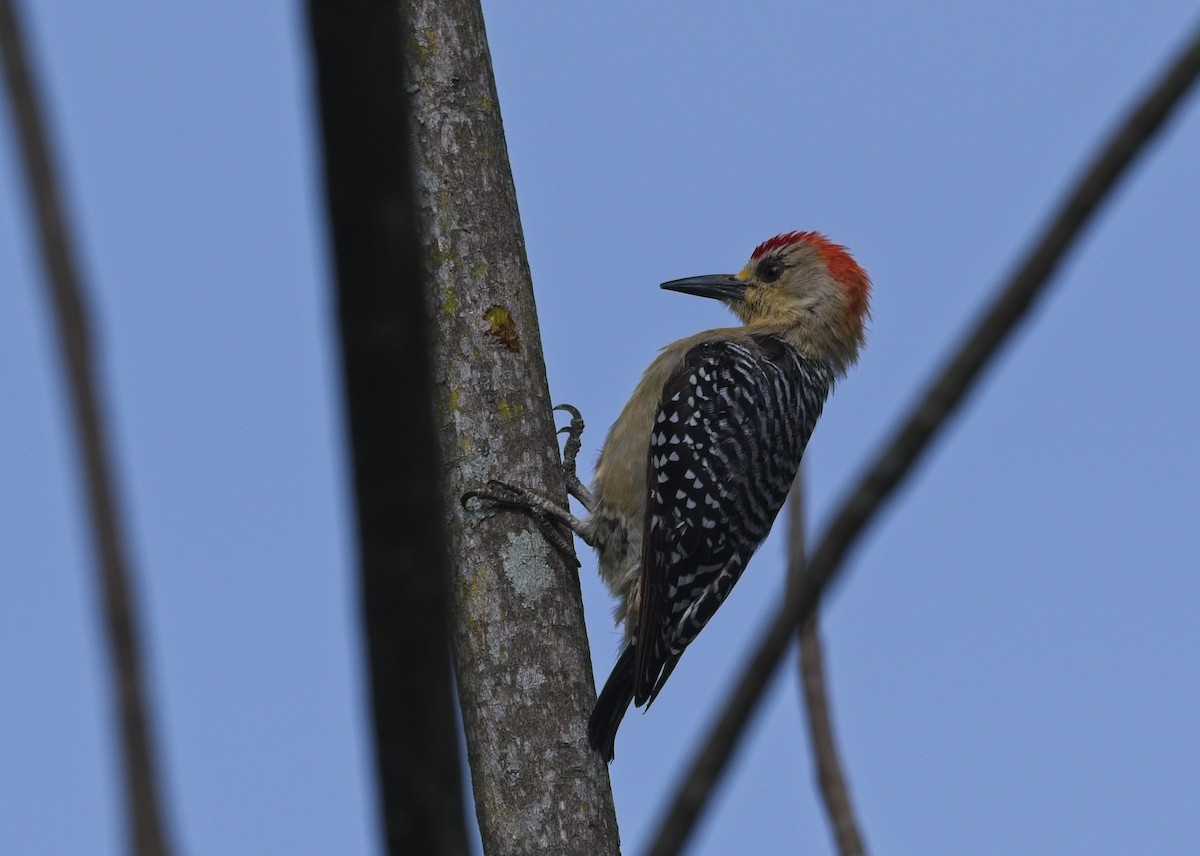 Red-crowned Woodpecker - ML643363664