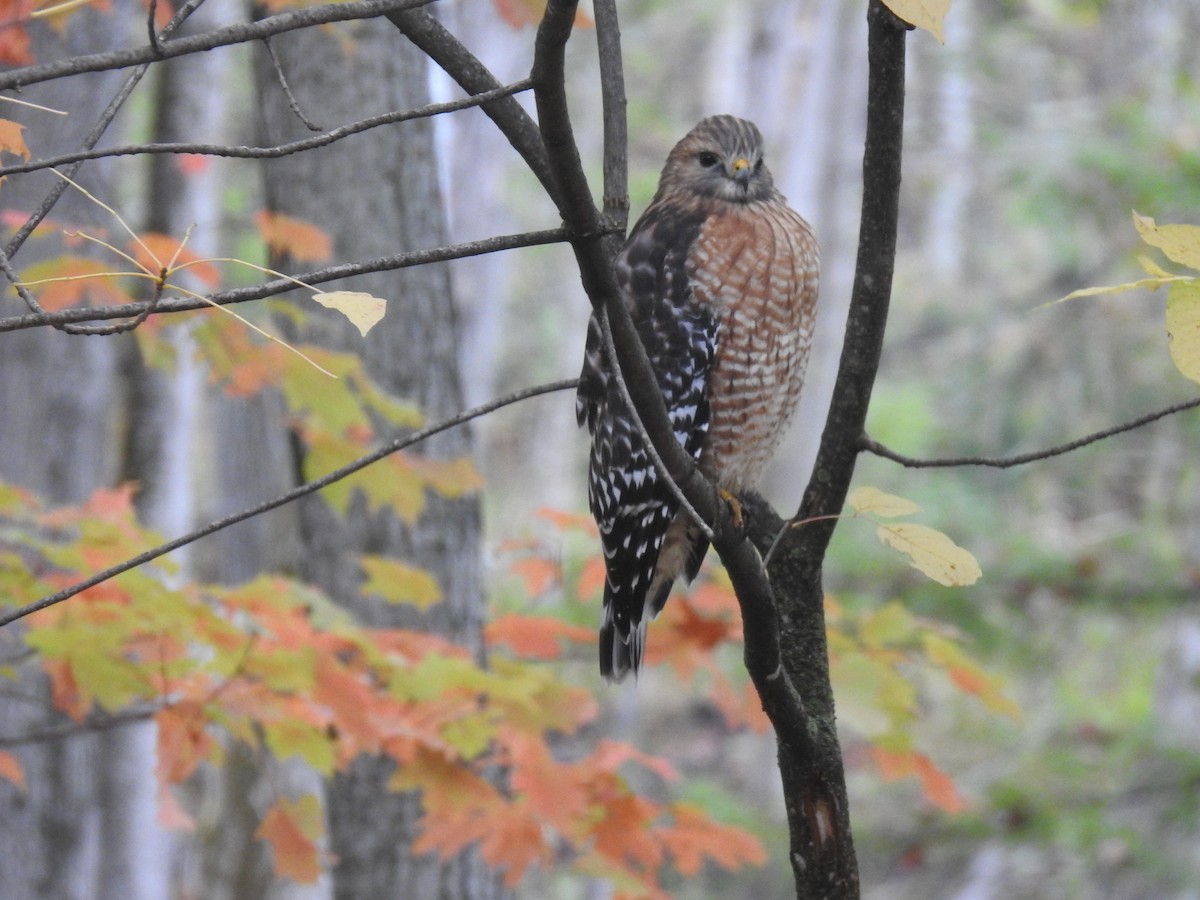 Red-shouldered Hawk - ML643363679