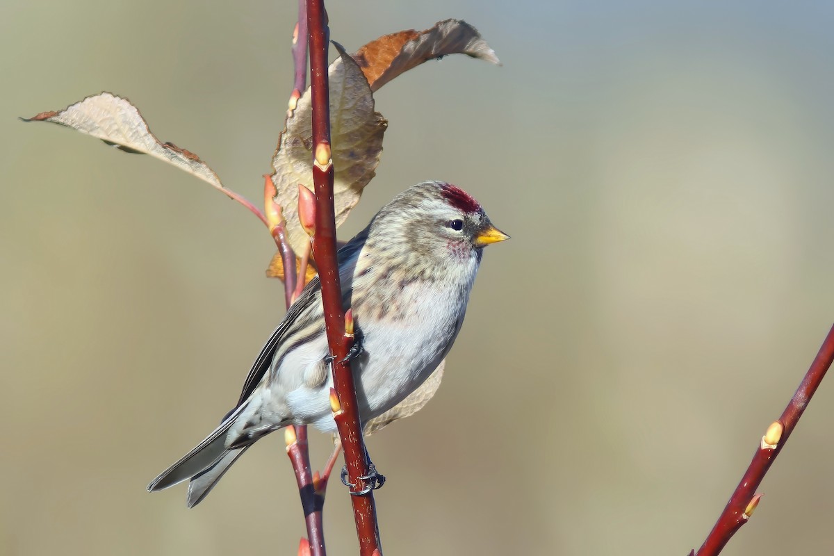 Redpoll (flammea) - ML643363703
