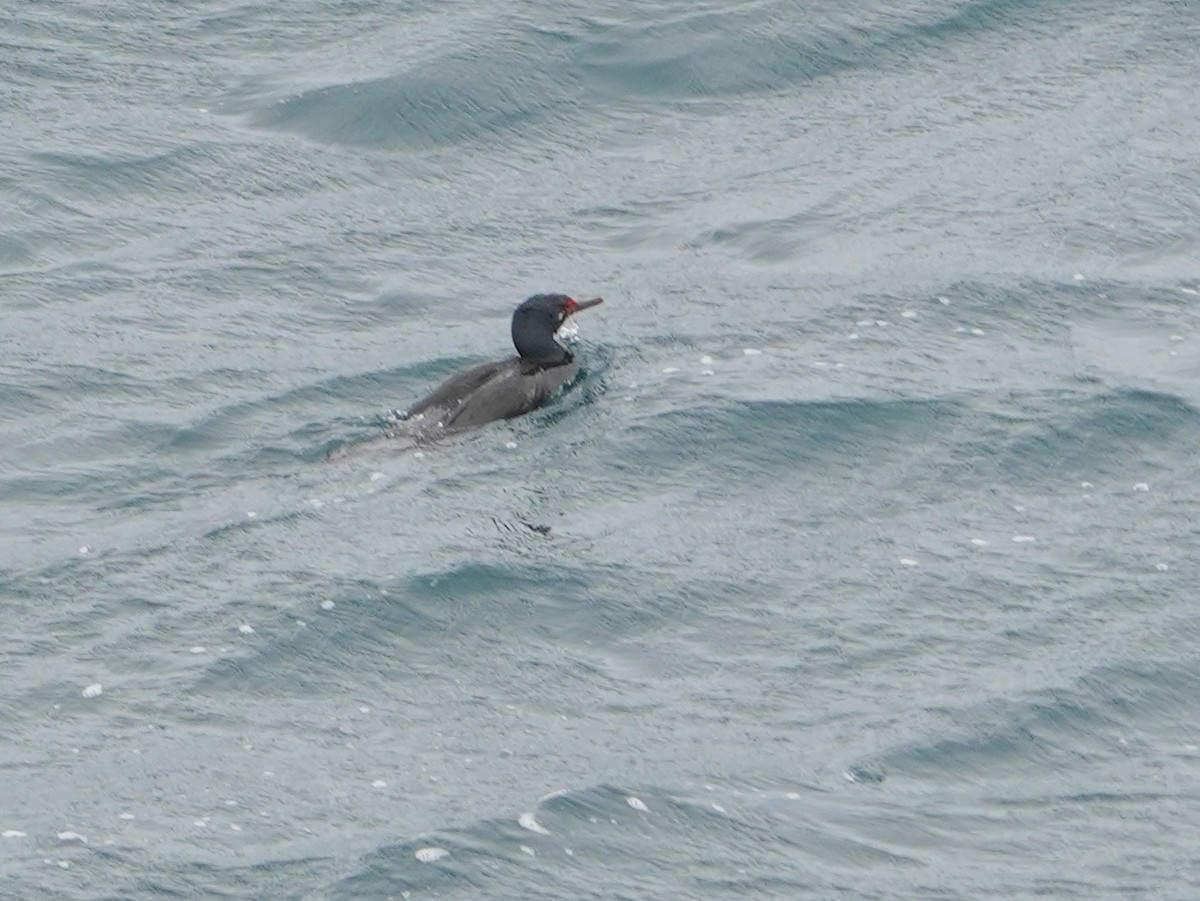 Cormoran de Magellan - ML643363711