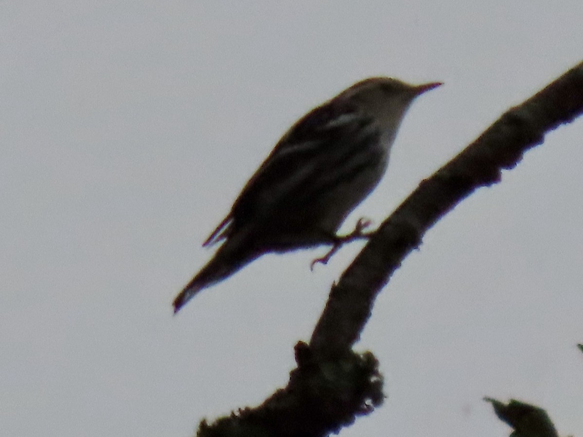Black-and-white Warbler - ML643363713