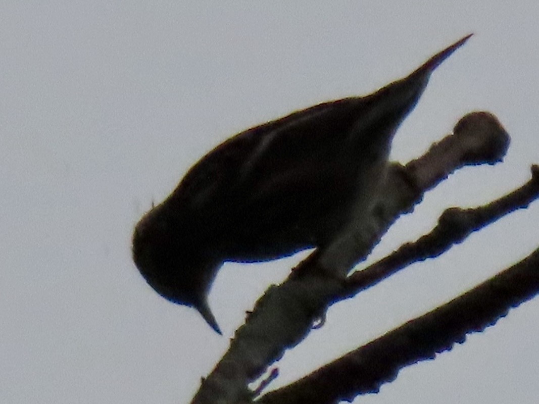 Black-and-white Warbler - ML643363714