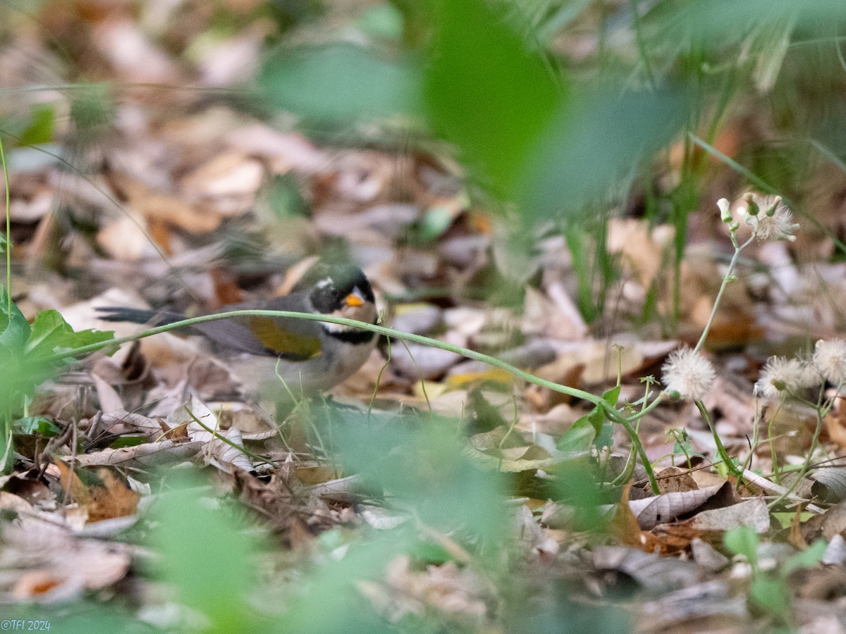 Saffron-billed Sparrow (Gray-backed) - ML643363721