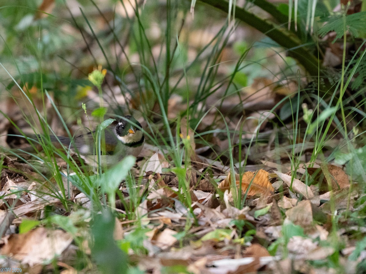 Желтоклювый тохи (polionotus) - ML643363724