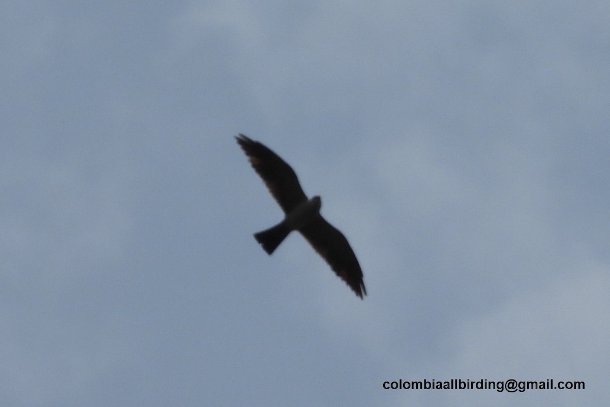 Mississippi Kite - ML643363726