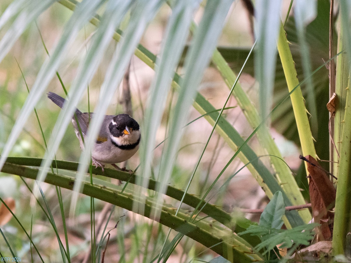 Желтоклювый тохи (polionotus) - ML643363728