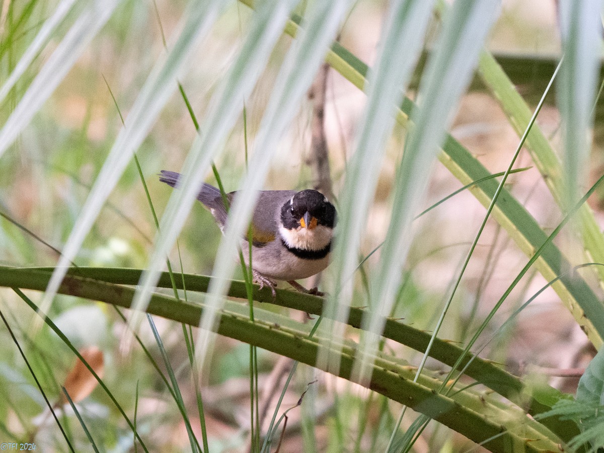 Желтоклювый тохи (polionotus) - ML643363730