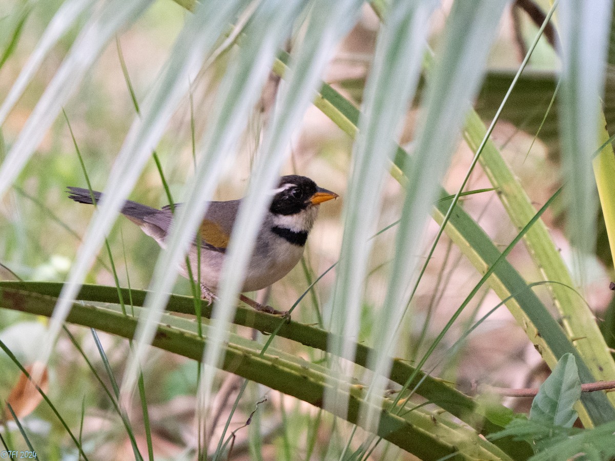 Желтоклювый тохи (polionotus) - ML643363745