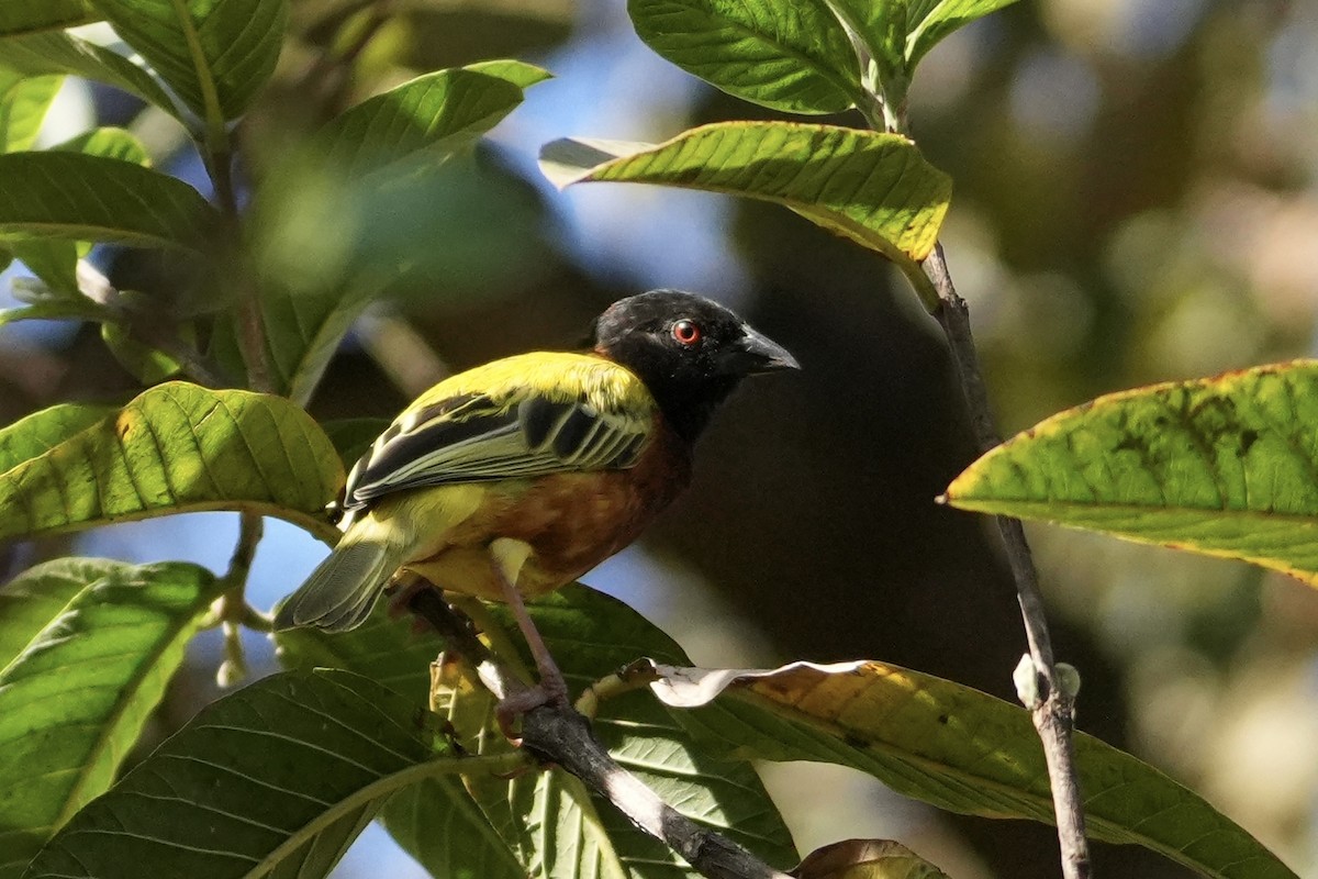 Golden-backed Weaver - ML643363746