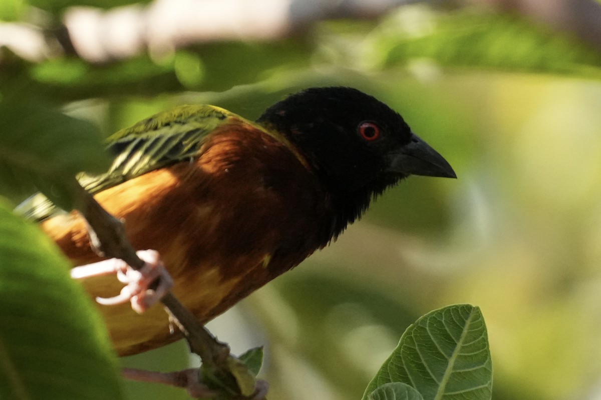 Golden-backed Weaver - ML643363747