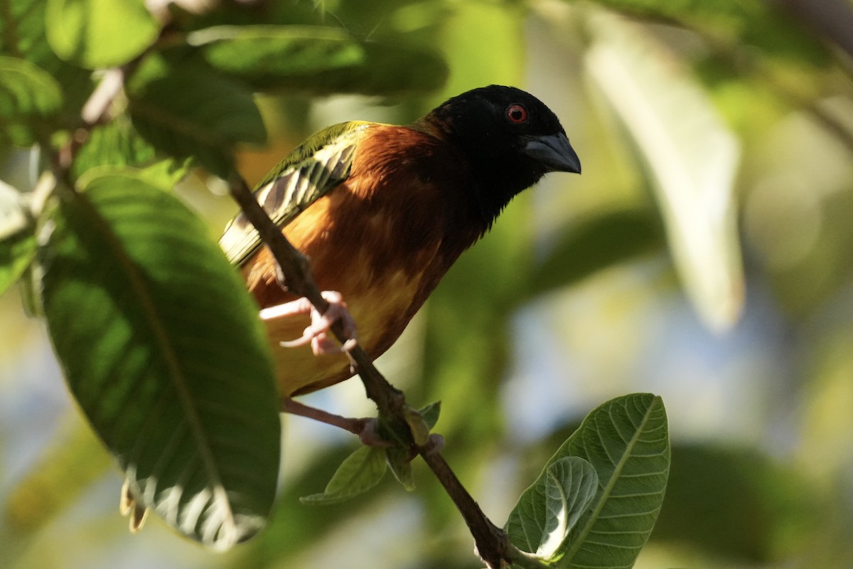 Golden-backed Weaver - ML643363748