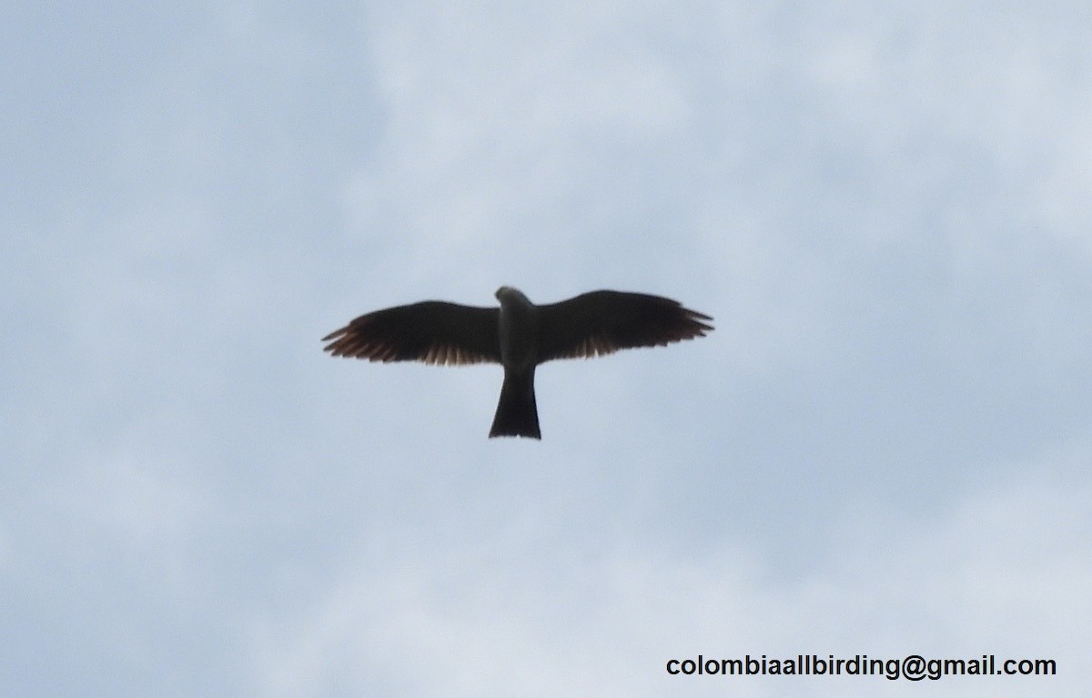 Mississippi Kite - ML643363749