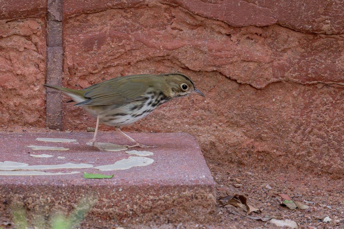 Ovenbird - ML643363759