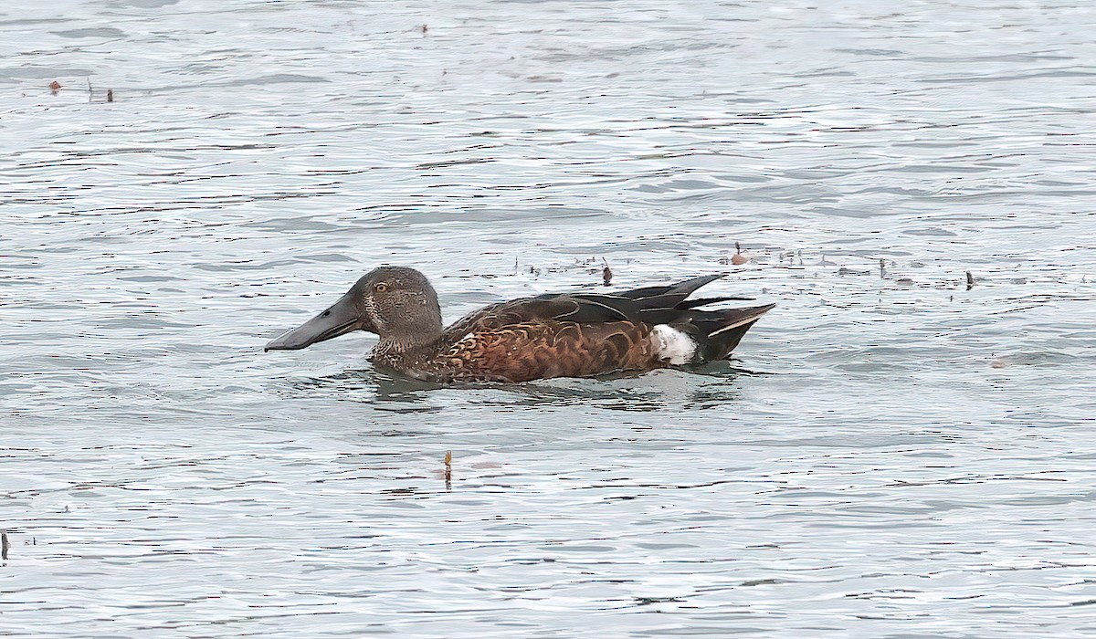Australasian Shoveler - ML643363760
