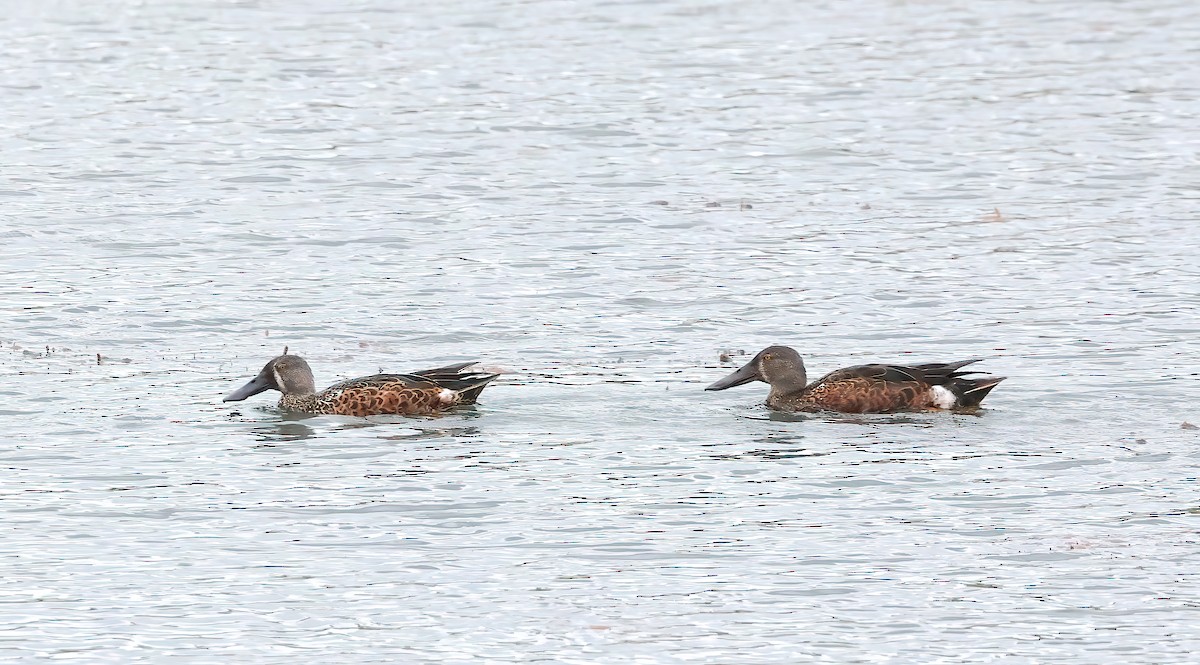 Australasian Shoveler - ML643363761