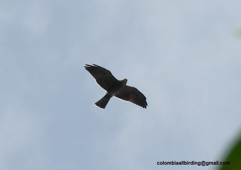 Mississippi Kite - ML643363768