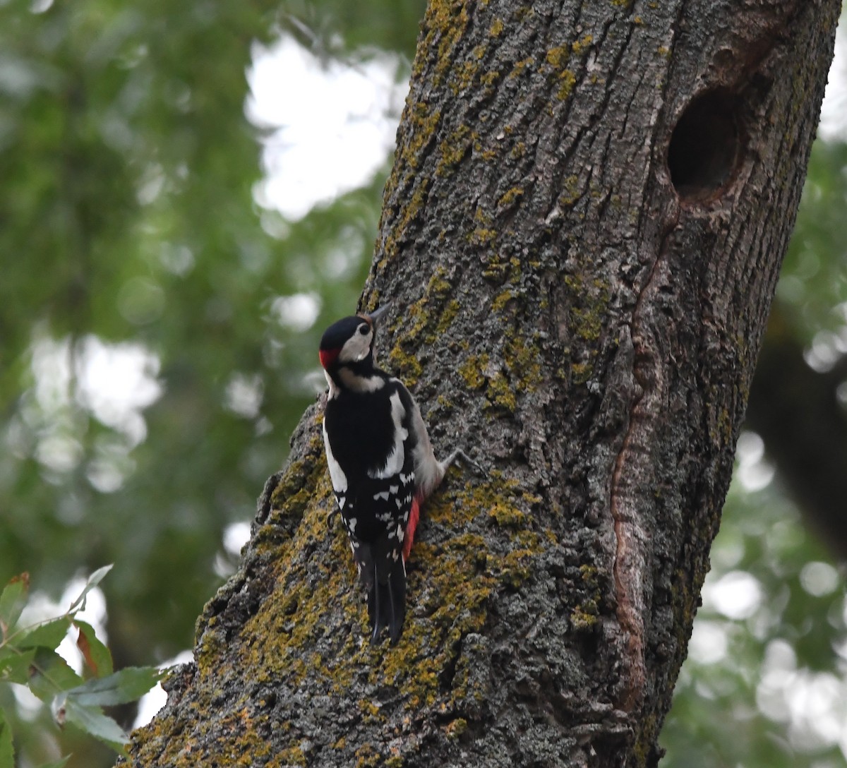 Great Spotted Woodpecker - ML643363770