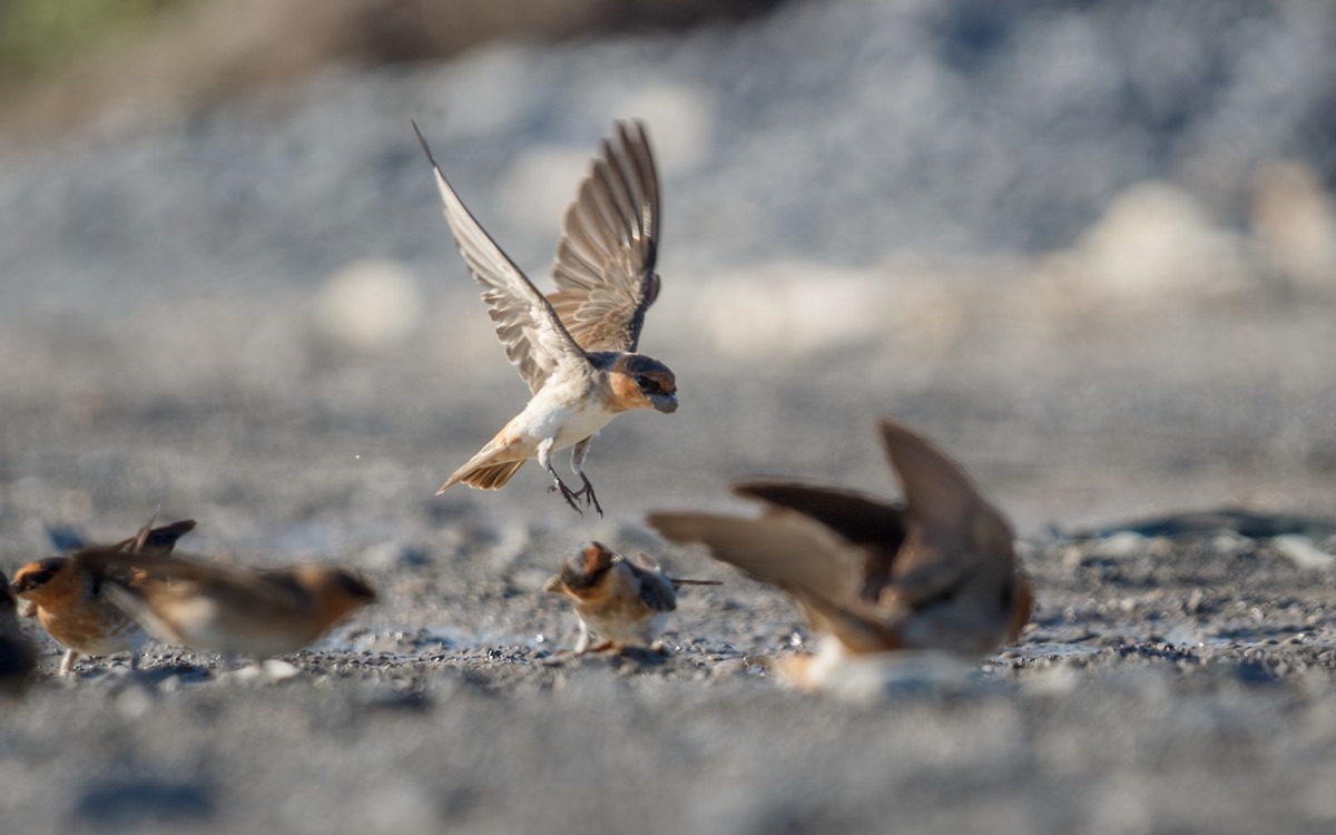 Cave Swallow - ML643363775
