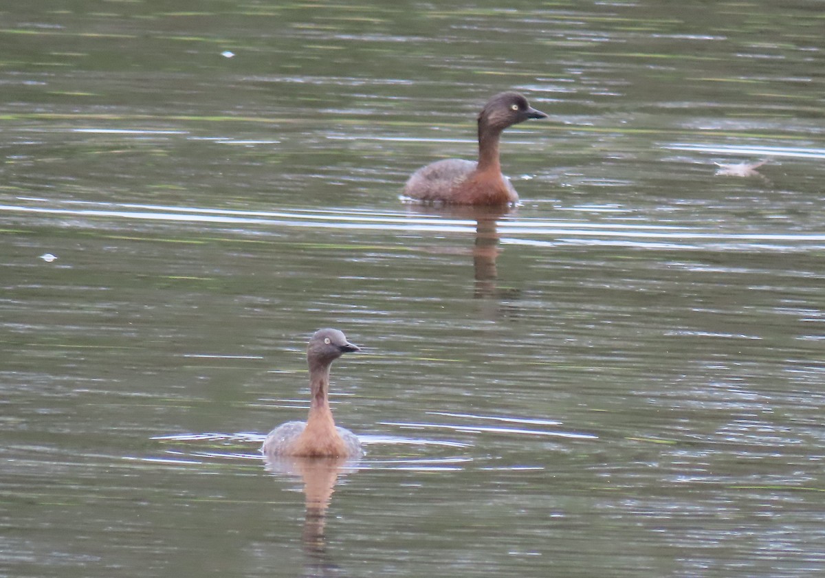 New Zealand Grebe - ML643363778