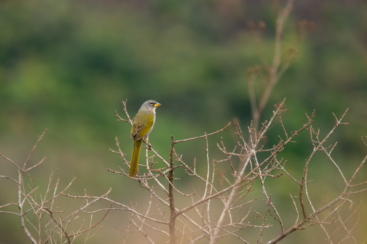 serraspurv - ML643363779