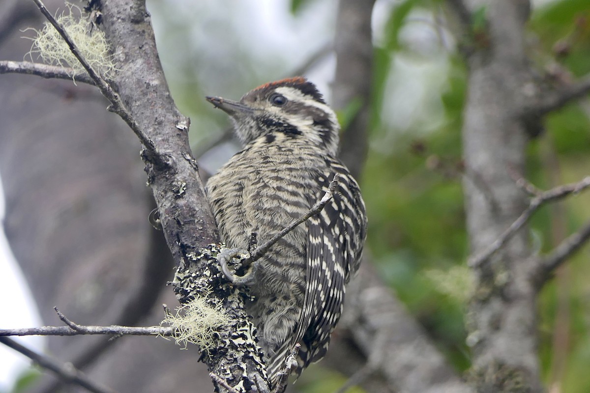 Striped Woodpecker - ML643363786