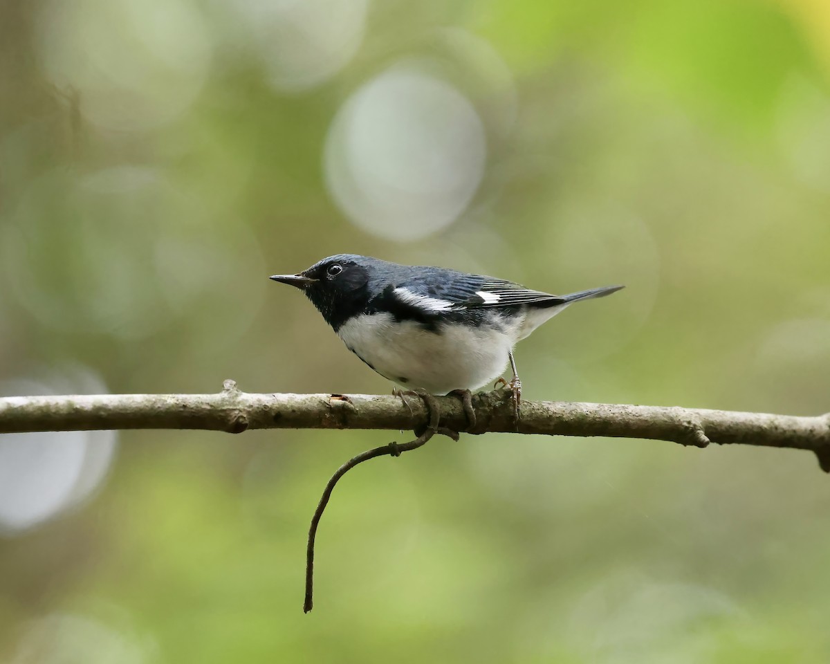 Black-throated Blue Warbler - ML643363790