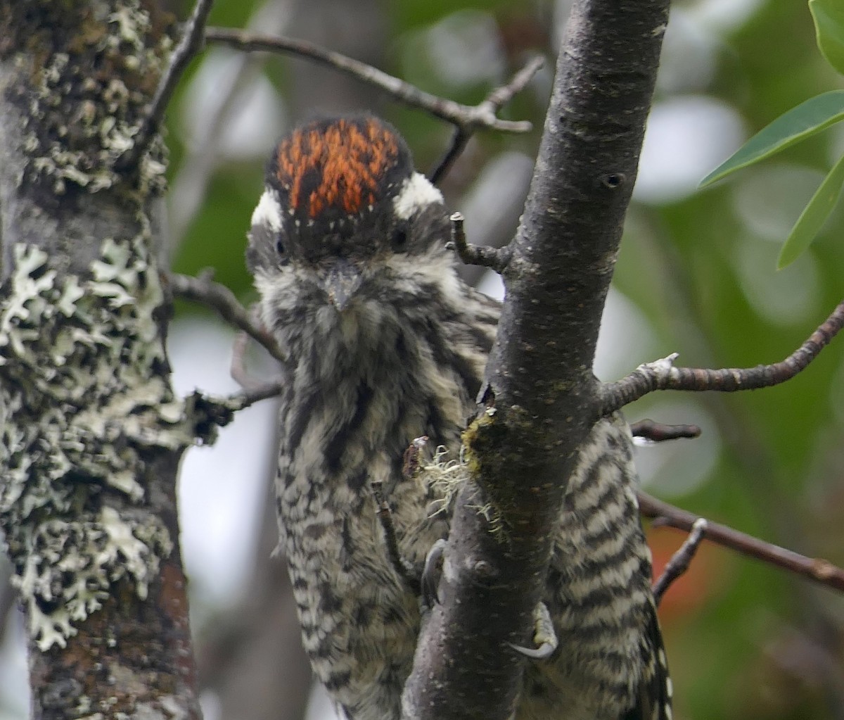 Striped Woodpecker - ML643363794