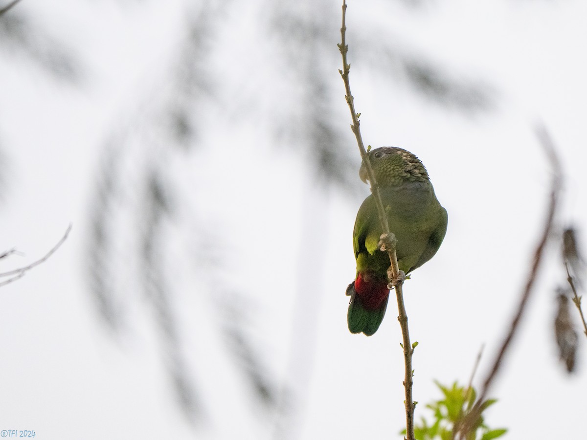 Scaly-headed Parrot - ML643363811