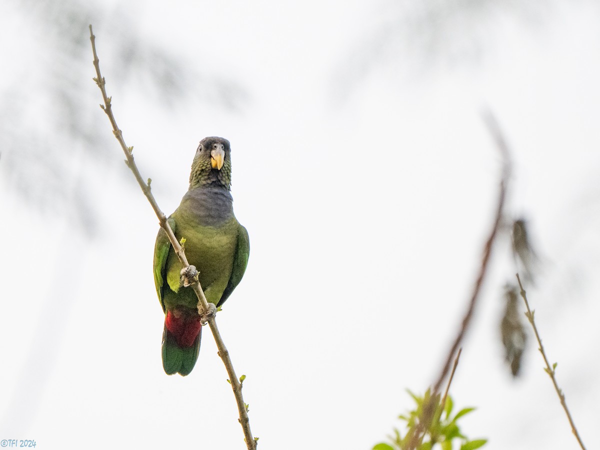 Scaly-headed Parrot - ML643363818