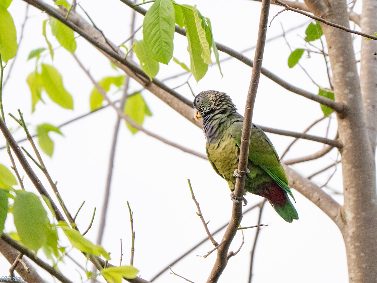 Scaly-headed Parrot - ML643363822