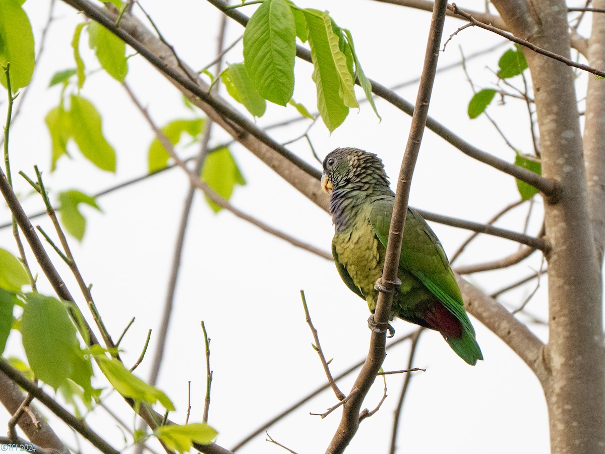 Scaly-headed Parrot - ML643363835