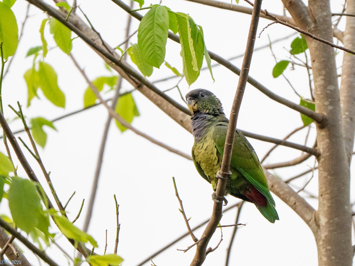 Scaly-headed Parrot - ML643363836