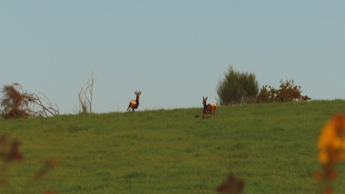 Roe Deer - ML643363838