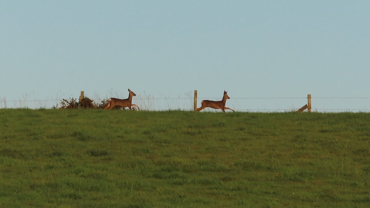 Roe Deer - ML643363839