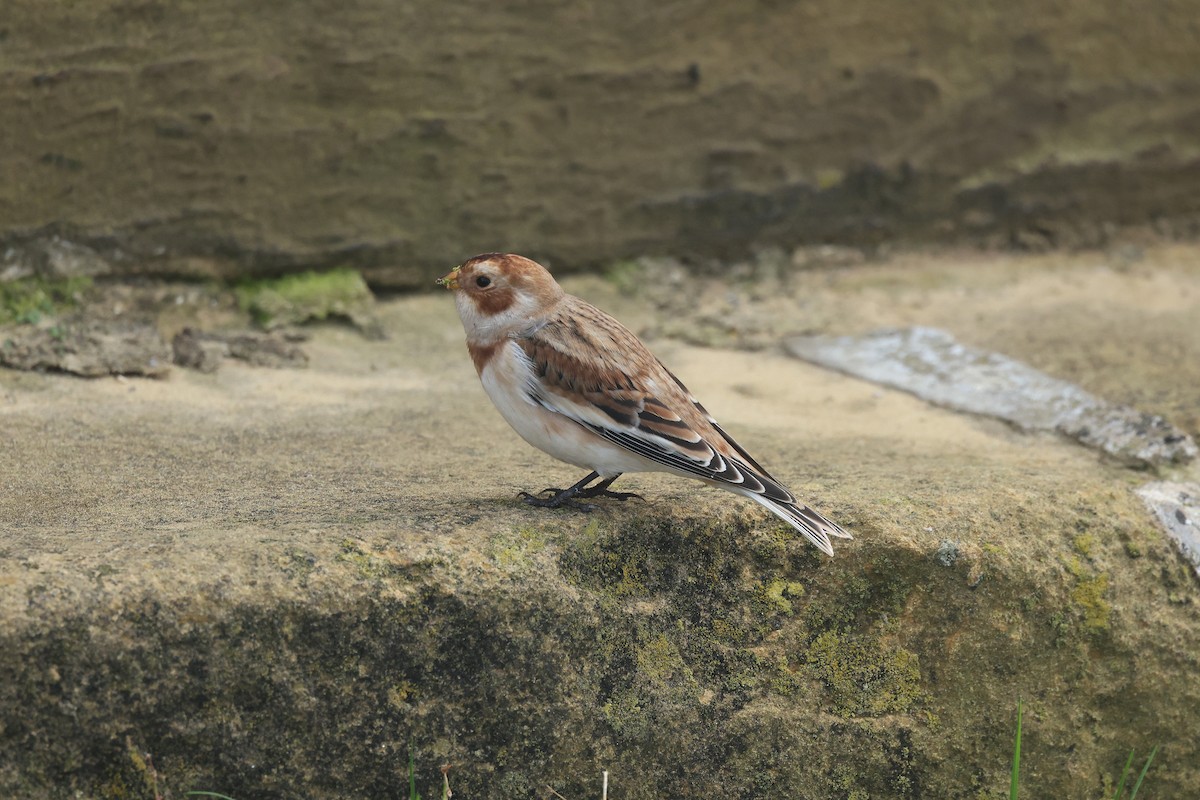 Snow Bunting - ML643363841