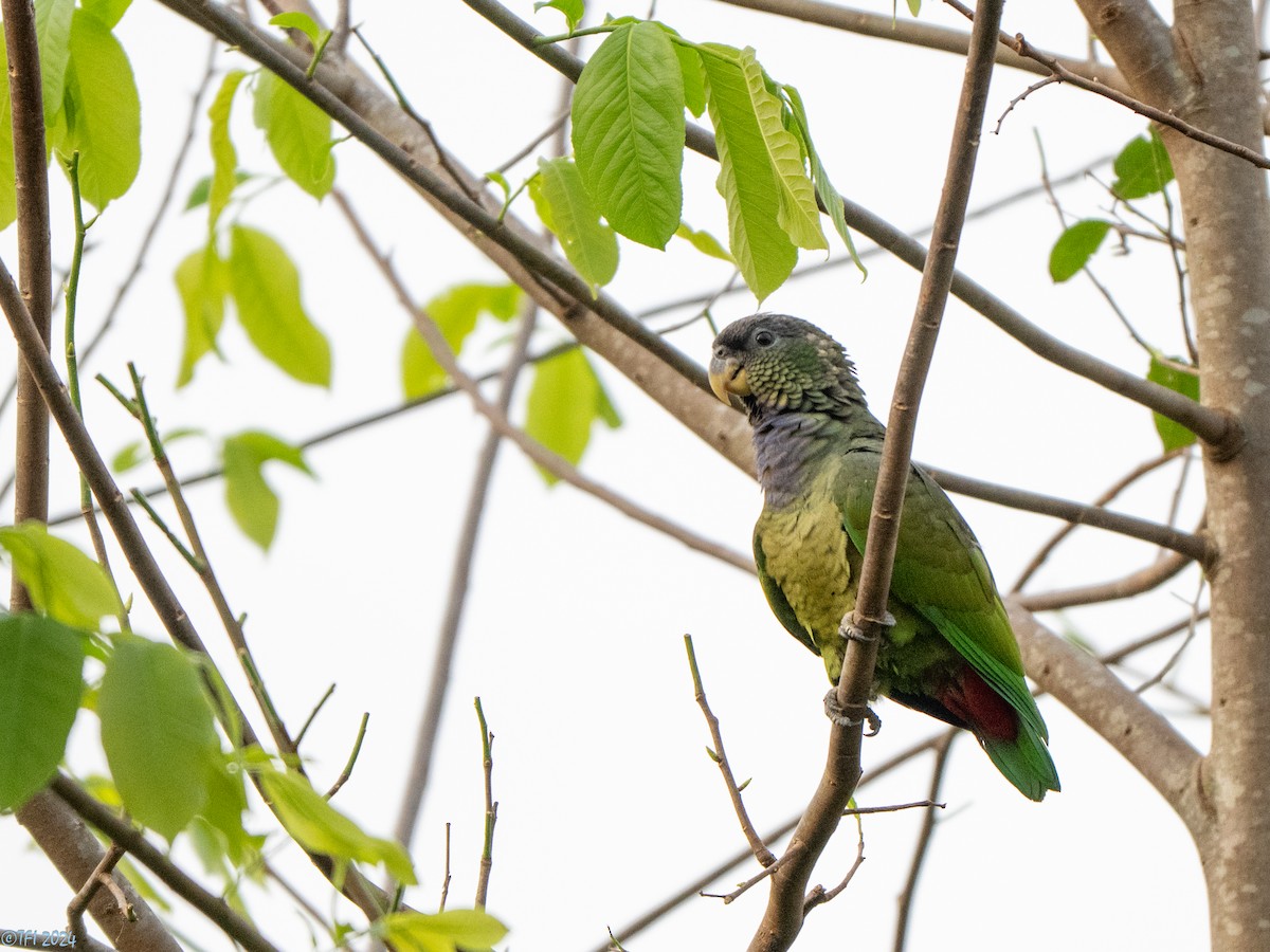 Scaly-headed Parrot - ML643363842