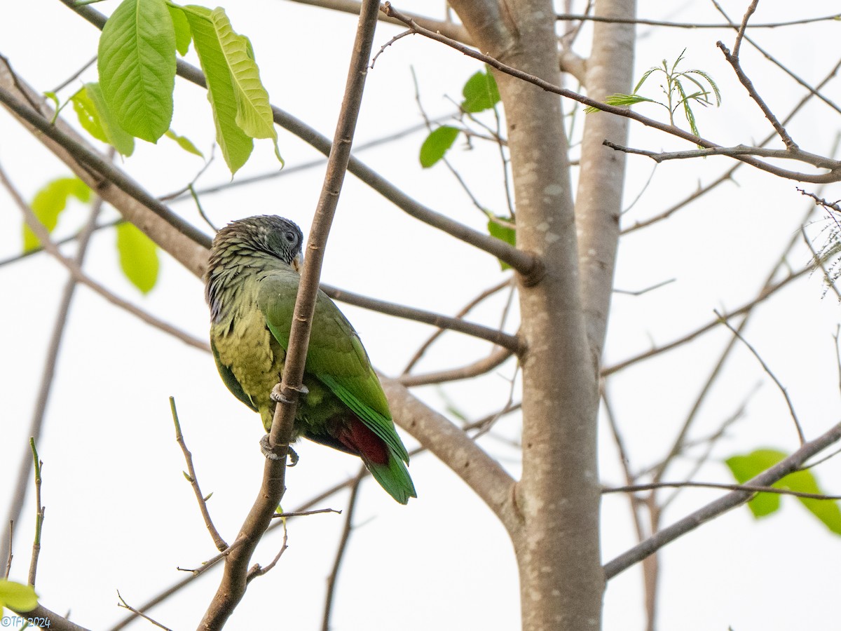 Scaly-headed Parrot - ML643363844