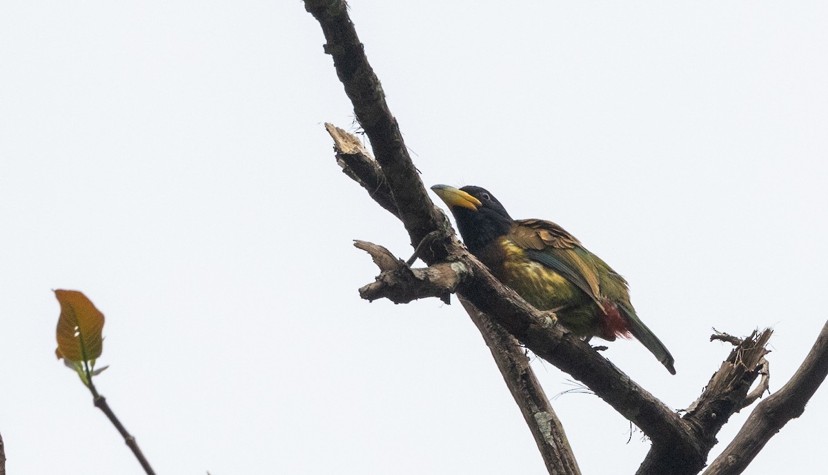 Great Barbet - ML643363847