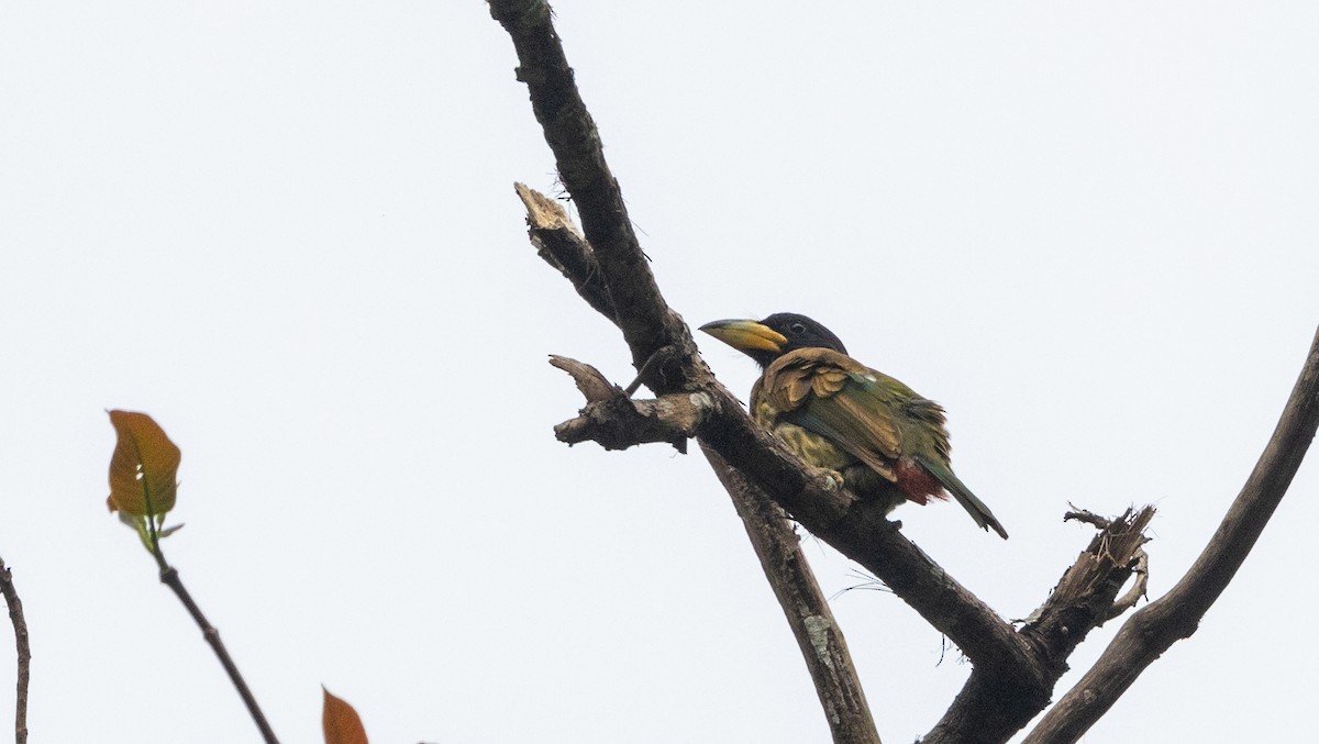 Great Barbet - ML643363848